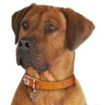 Myfamily-Rhodesian-ridgeback.jpeg Myfamily Rhodesian ridgeback