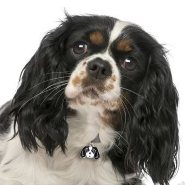 Myfamily Cavalier king charles IDtag