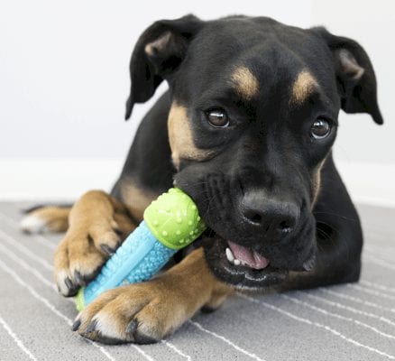 Kong CoreStrength Bone Tyggeleke