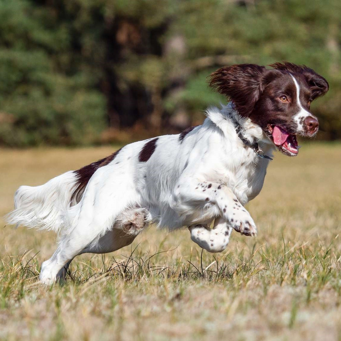 Myfamily Springer Spaniel IDtag