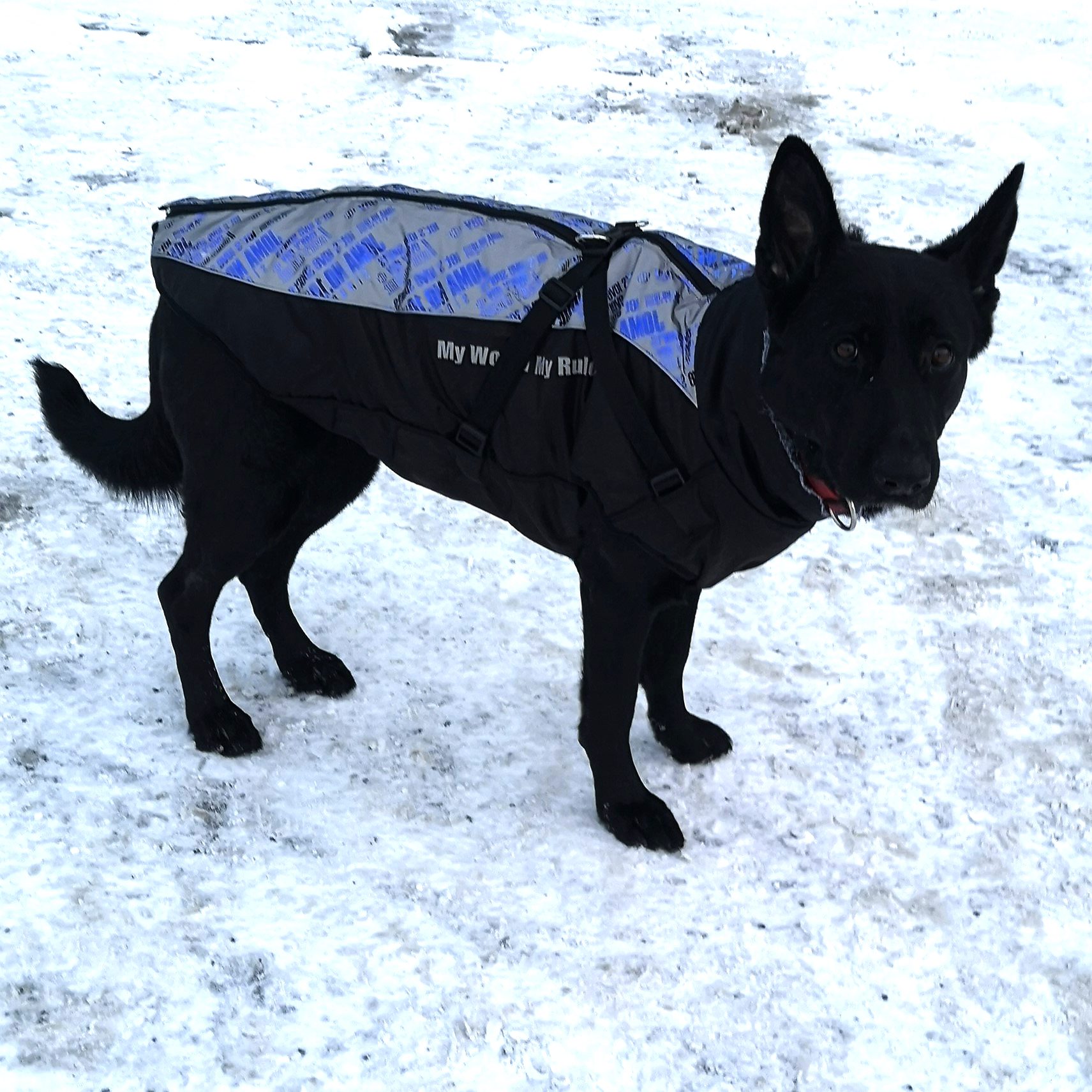 Vinterdekken til hund med refleks, sele og varm krage