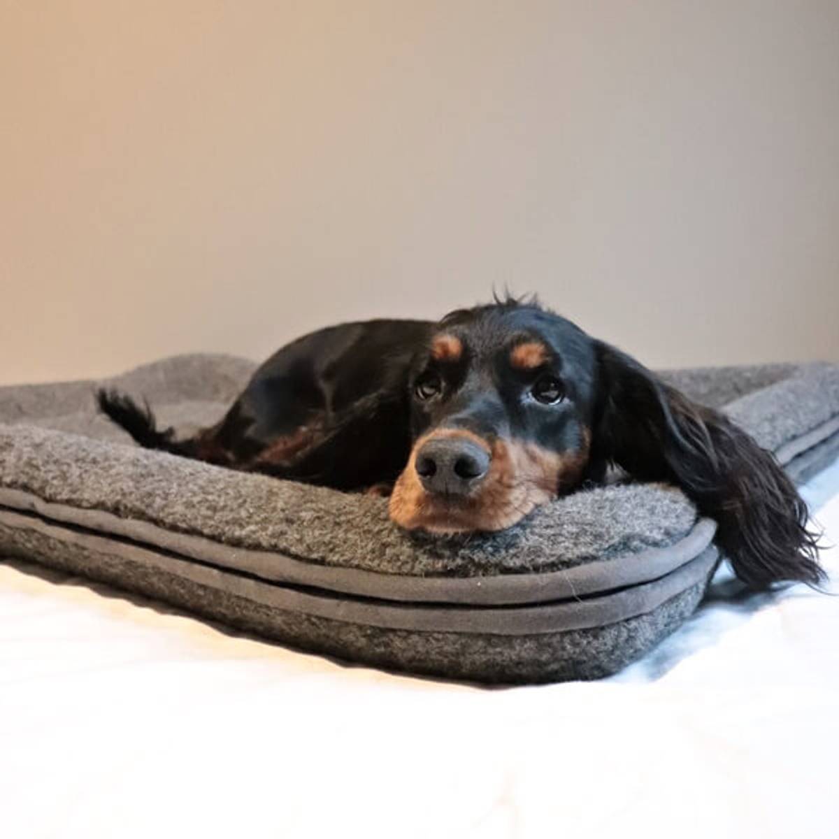 Canelana Hundeseng Ull m/kanter