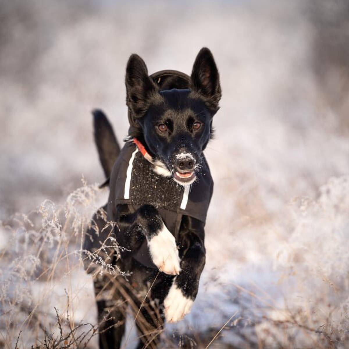 Canelana Touring Aktivitetsdekken Hundedekken Ull
