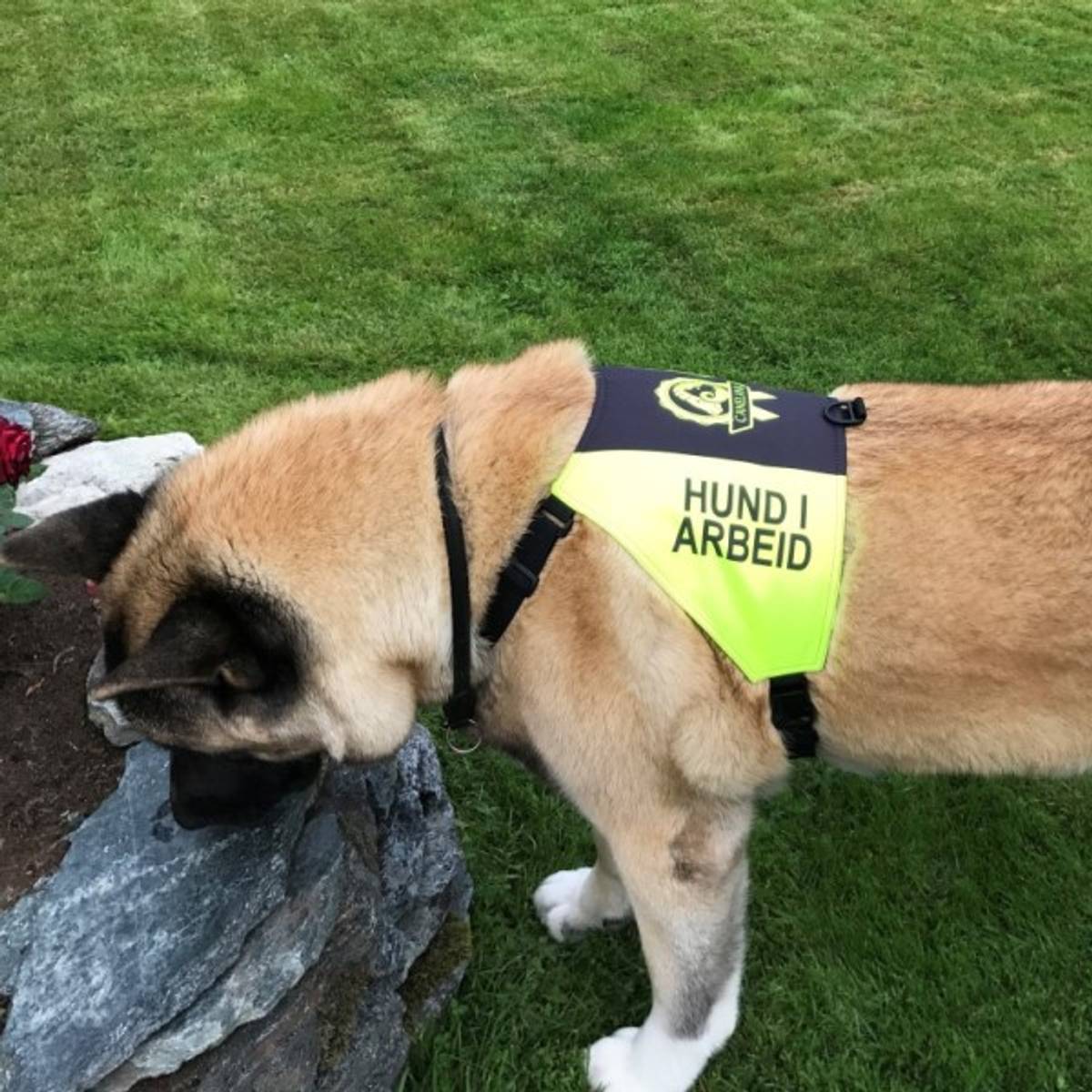 Canelana Markeringsdekken med tekst Hund i Trening ikke forstyrr