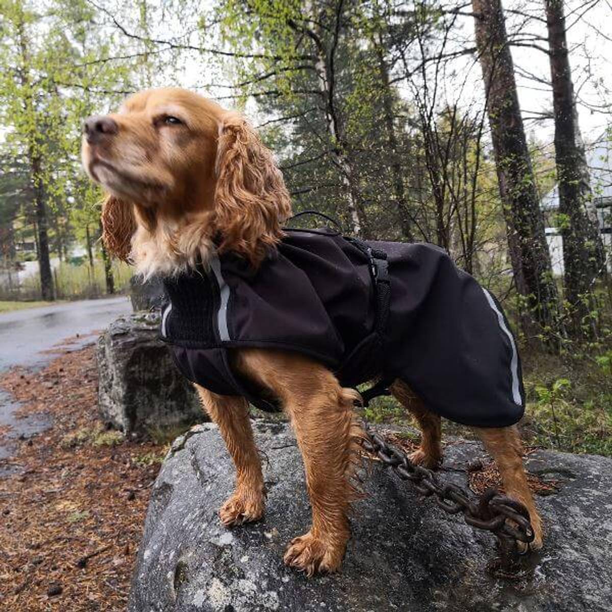 Canelana Cover Vind- / Regndekken Hundedekken Softshell