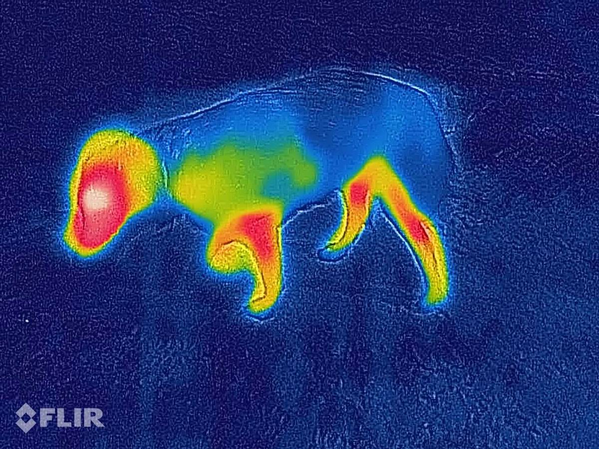 Canelana Lana Hundedekken i Ull (Blå)